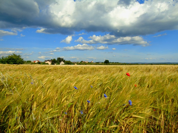 BialosliwieZ 2 17.JPGstyle=margin:5px