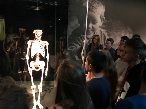 anatomia 2 11 17.jpg