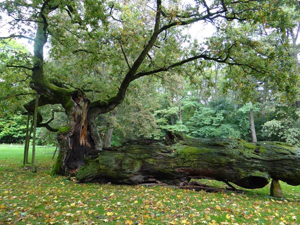 rogalin siodme14 2019.JPG