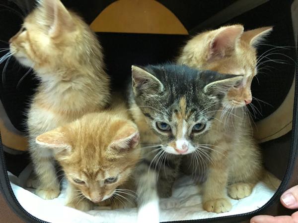 zbiorka karmy kotki3 2018.jpg